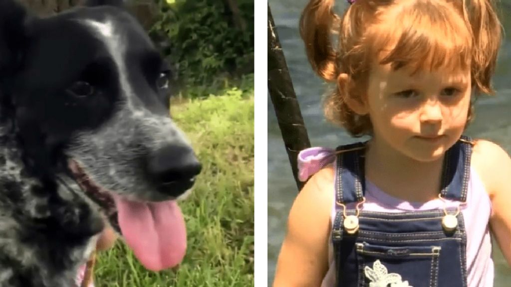 Örökbe fogadták a hős kóbor kutyát, aki megmentette egy kislány életét