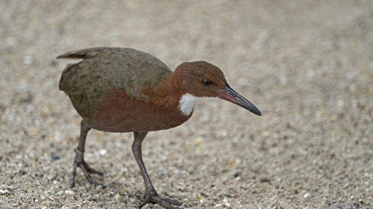 Visszatért a 136 ezer éve kihalt madár