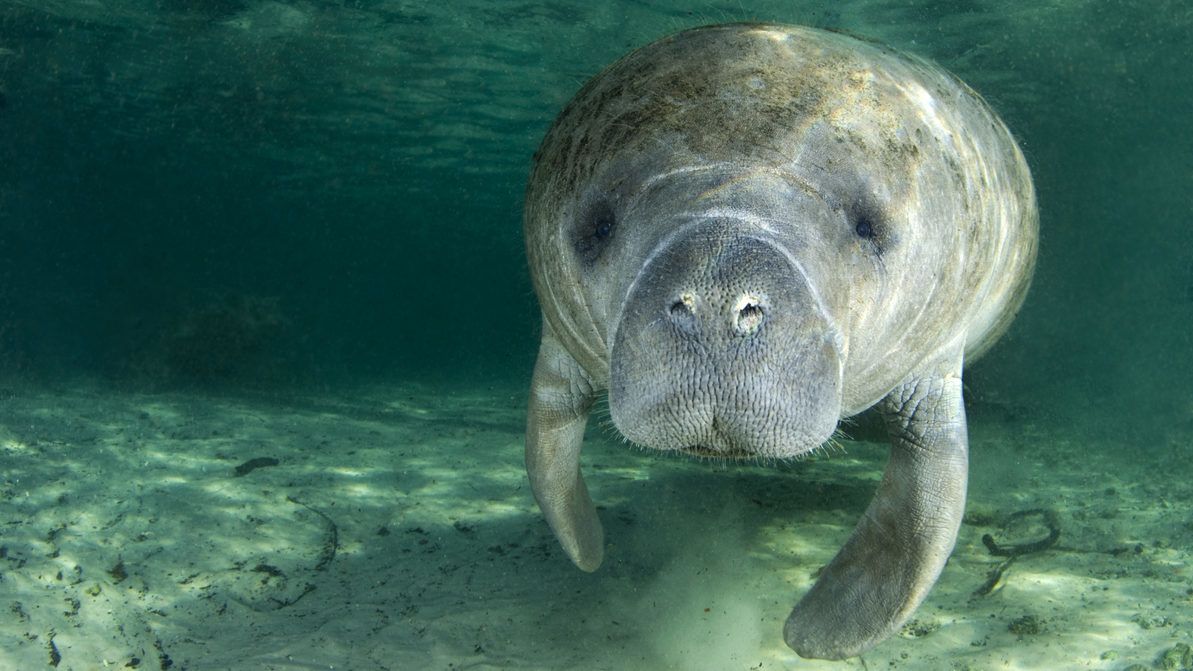 Orgiázó tengeri emlősök okoztak közlekedési dugót