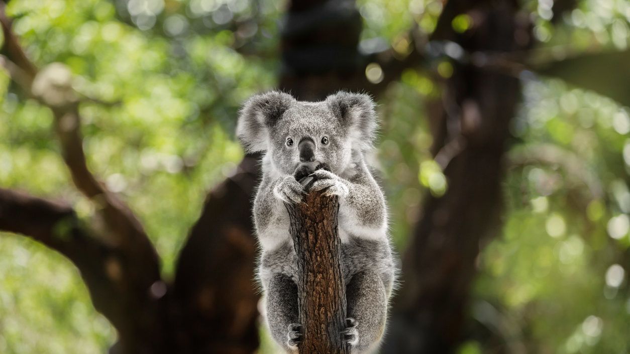 A kihalás szélére kerültek a koalák