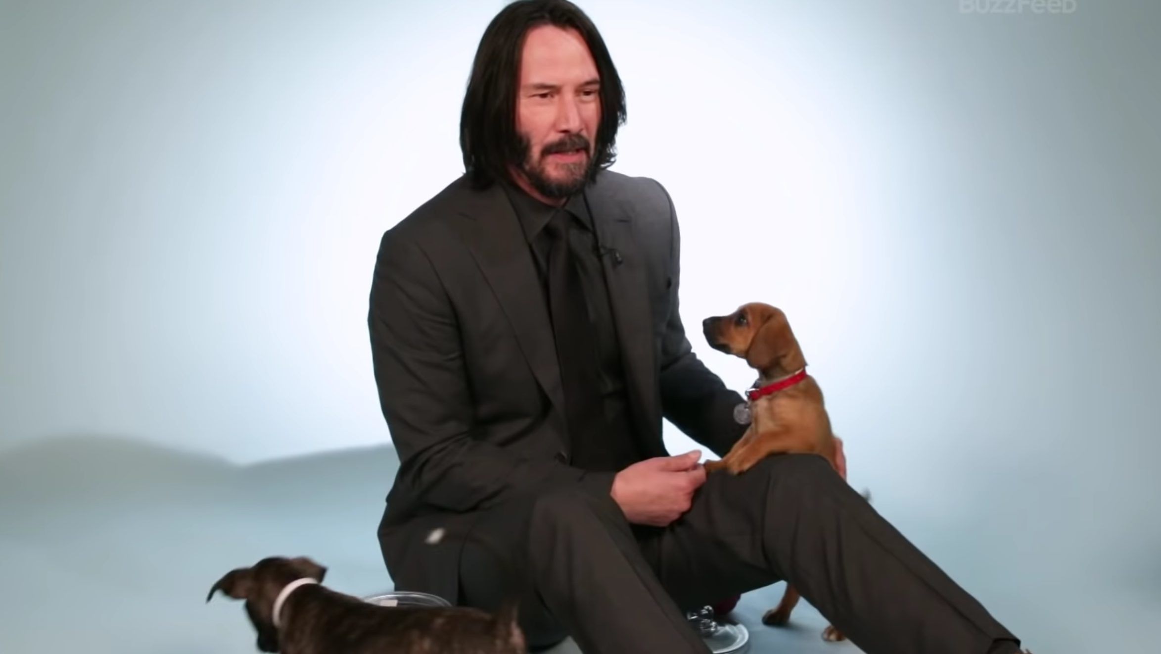 Keanu Reeves egy rakás kölyökkutya között beszélt arról, hogy Shakespeare nem létezett