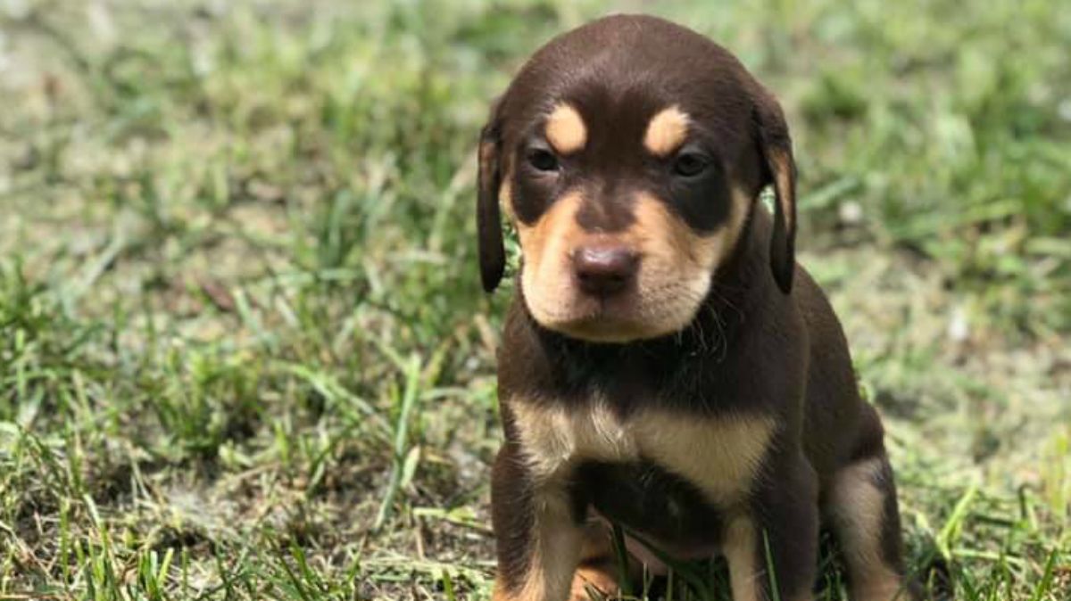 Labrador-vizsla kiskutyákat akartak megenni