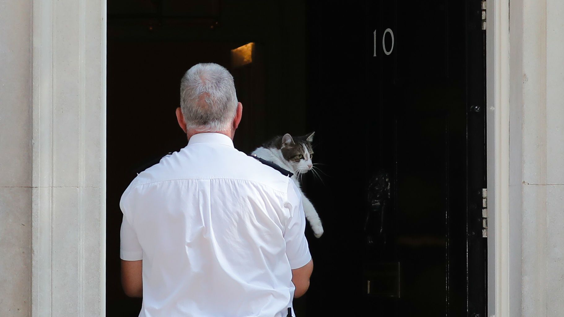 Larry, a Downing Street macskája szívesen lenne Theresa May utódja