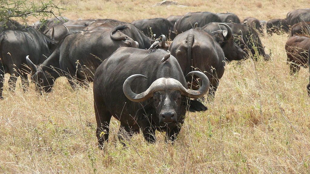 Zimbabwe engedélyezte a nyíllal és íjjal történő bivalyvadászatot