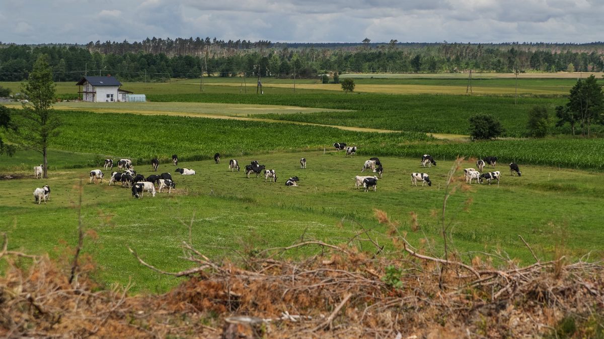 Megkegyelmeztek a lengyel teheneknek