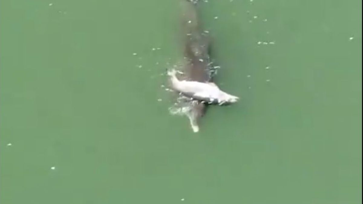 Szívszorító videó egy borját gyászoló delfinről