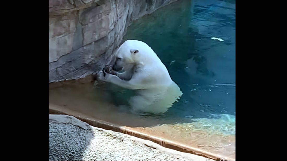 Elszörnyedt látogatók előtt kapott el és evett meg egy vadkacsát a San Diego-i állatkert jegesmedvéje