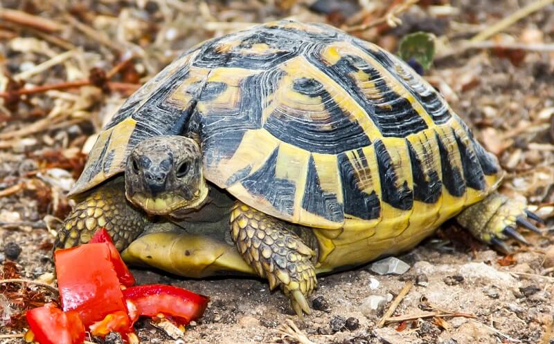 Kockakővel ütötték agyon az Állatkert görög teknősét