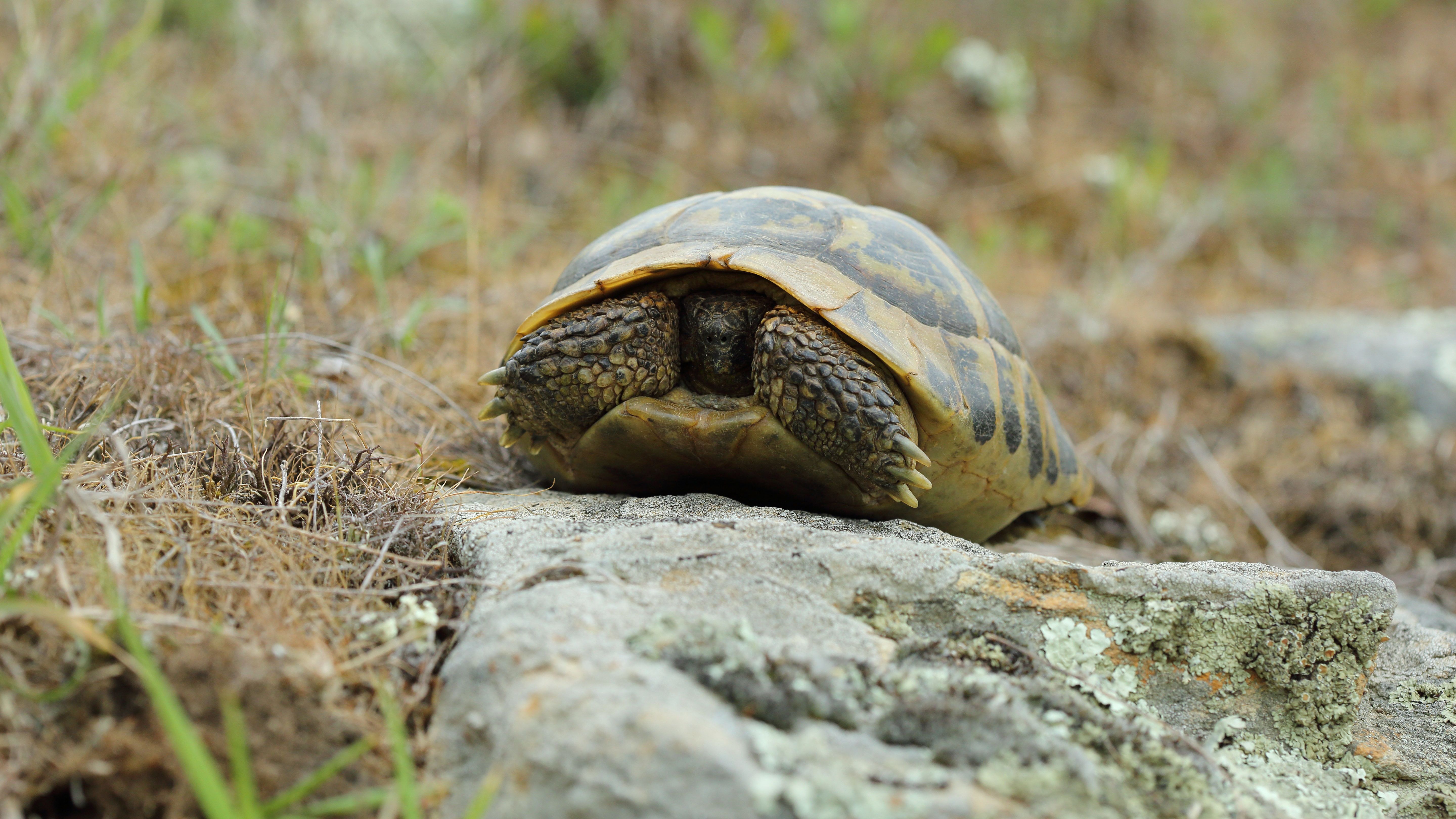Kővel verték agyon a budapesti állatkert teknősét