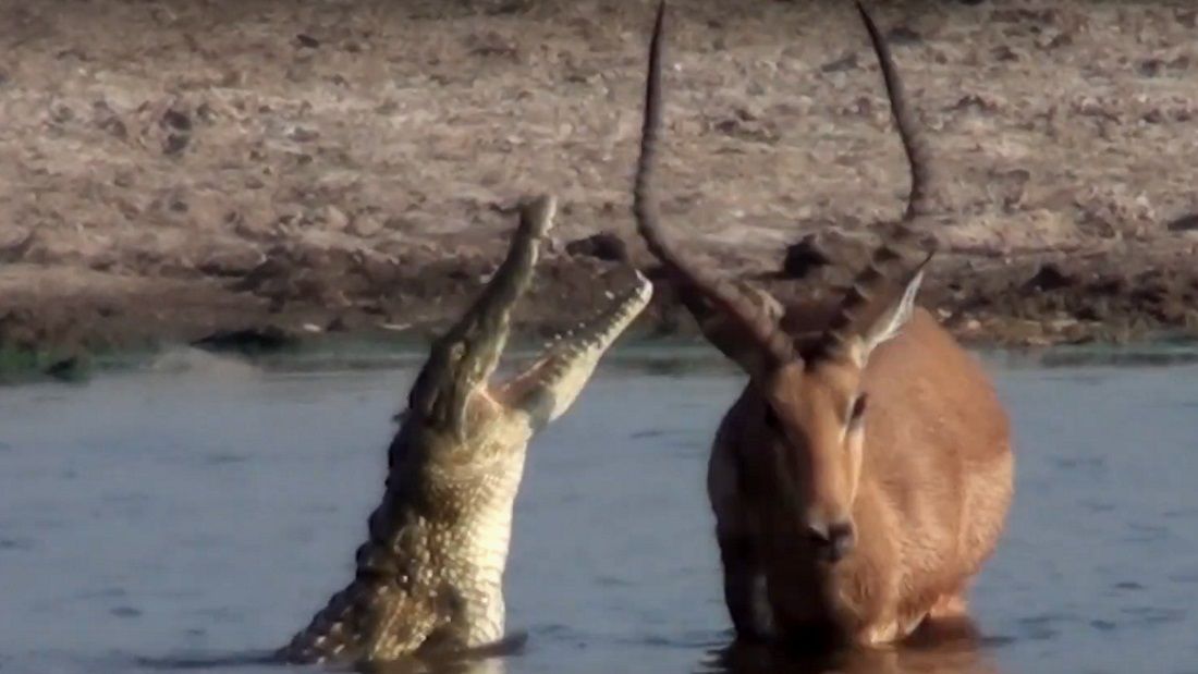 Krokodil és a hiénák elől is menekül az impala, elkerülhetetlen a tragédia