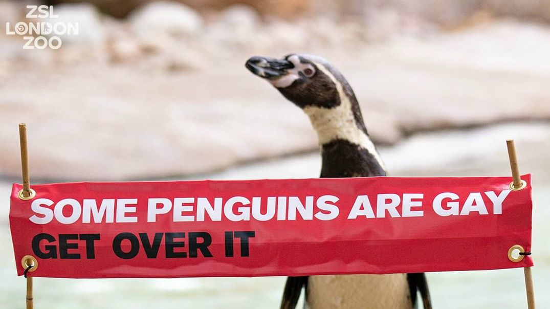 Pride-felvonulást tartanak pingvineknek. „Tedd túl magad rajta!”