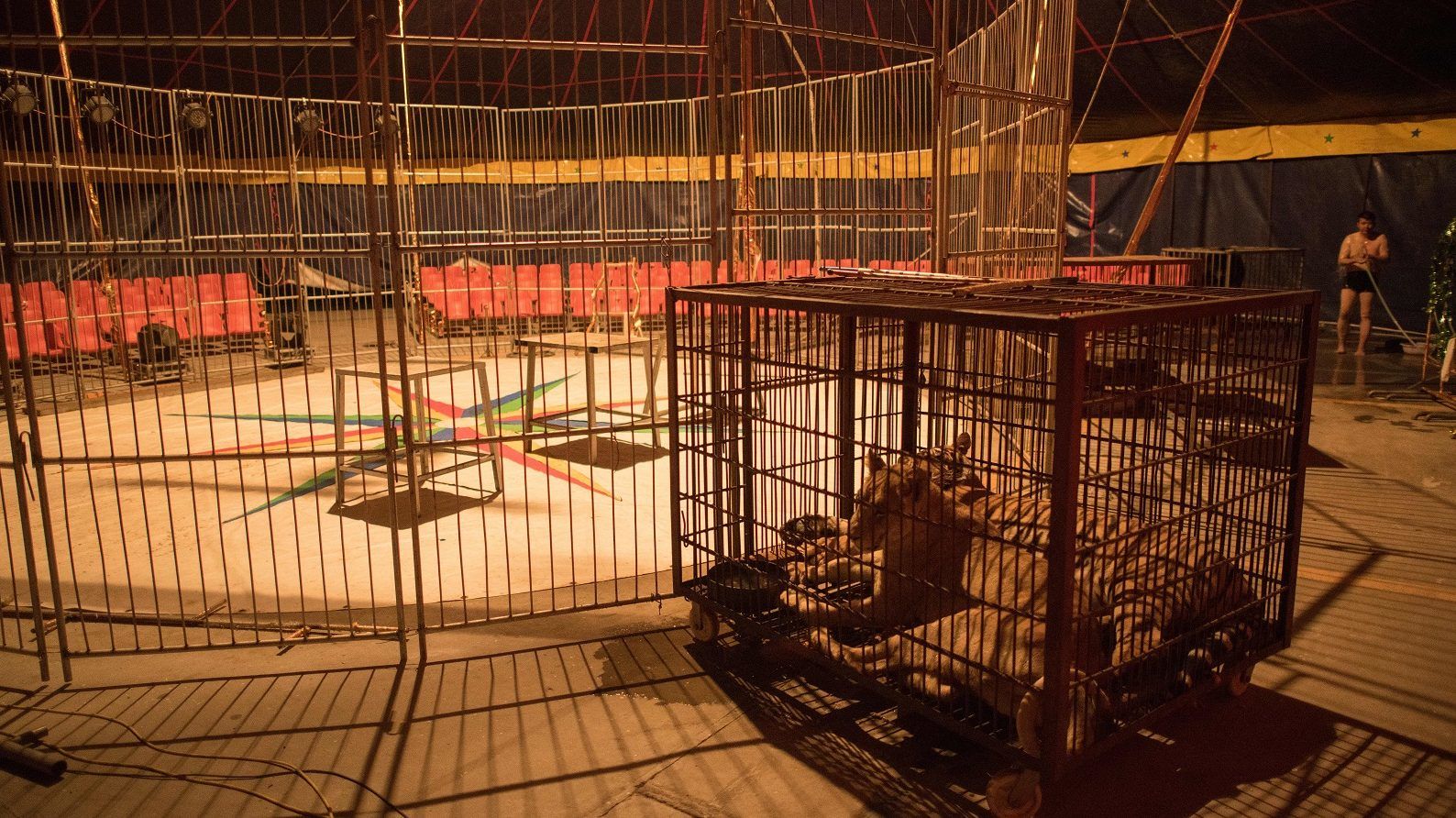 Négy tigris marcangolta halálra idomárját egy olasz cirkuszban