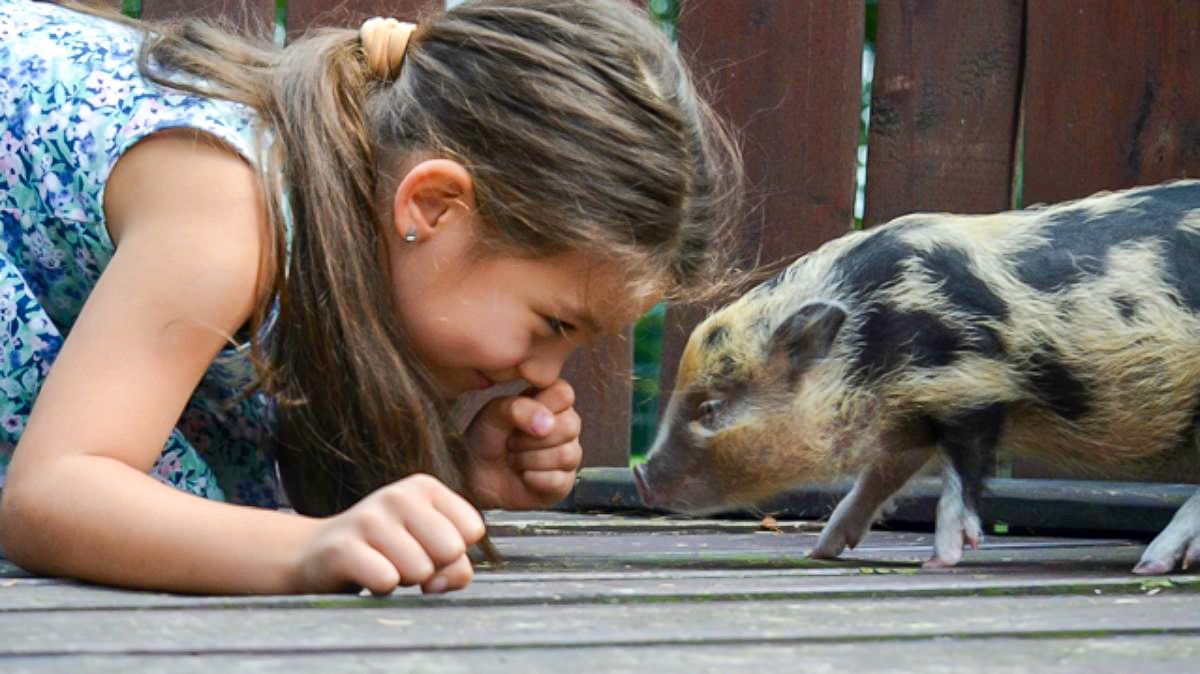 Erre számíthat, aki egy disznóval osztja meg az életét