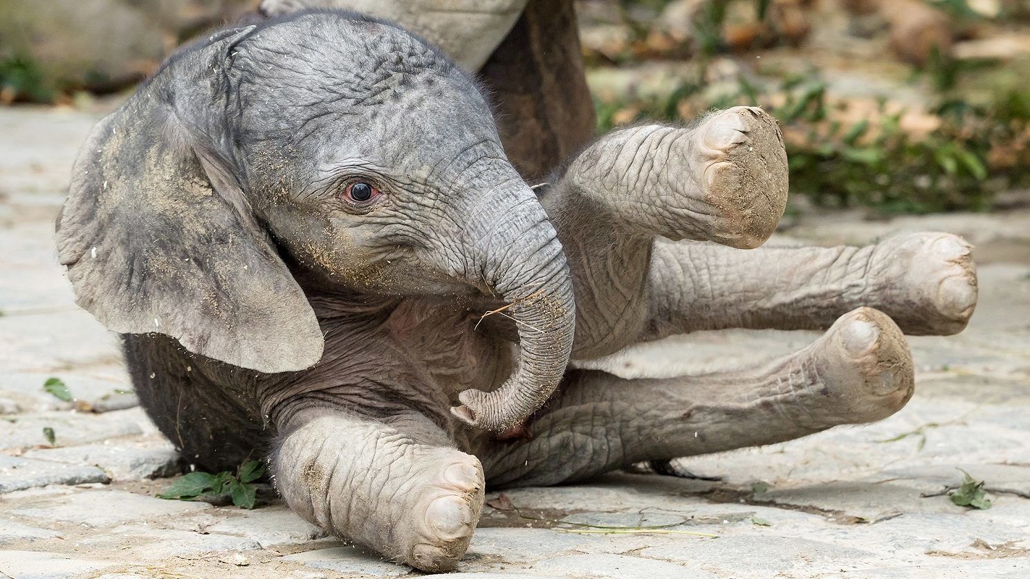 Kiselefánt született a bécsi állatkertben