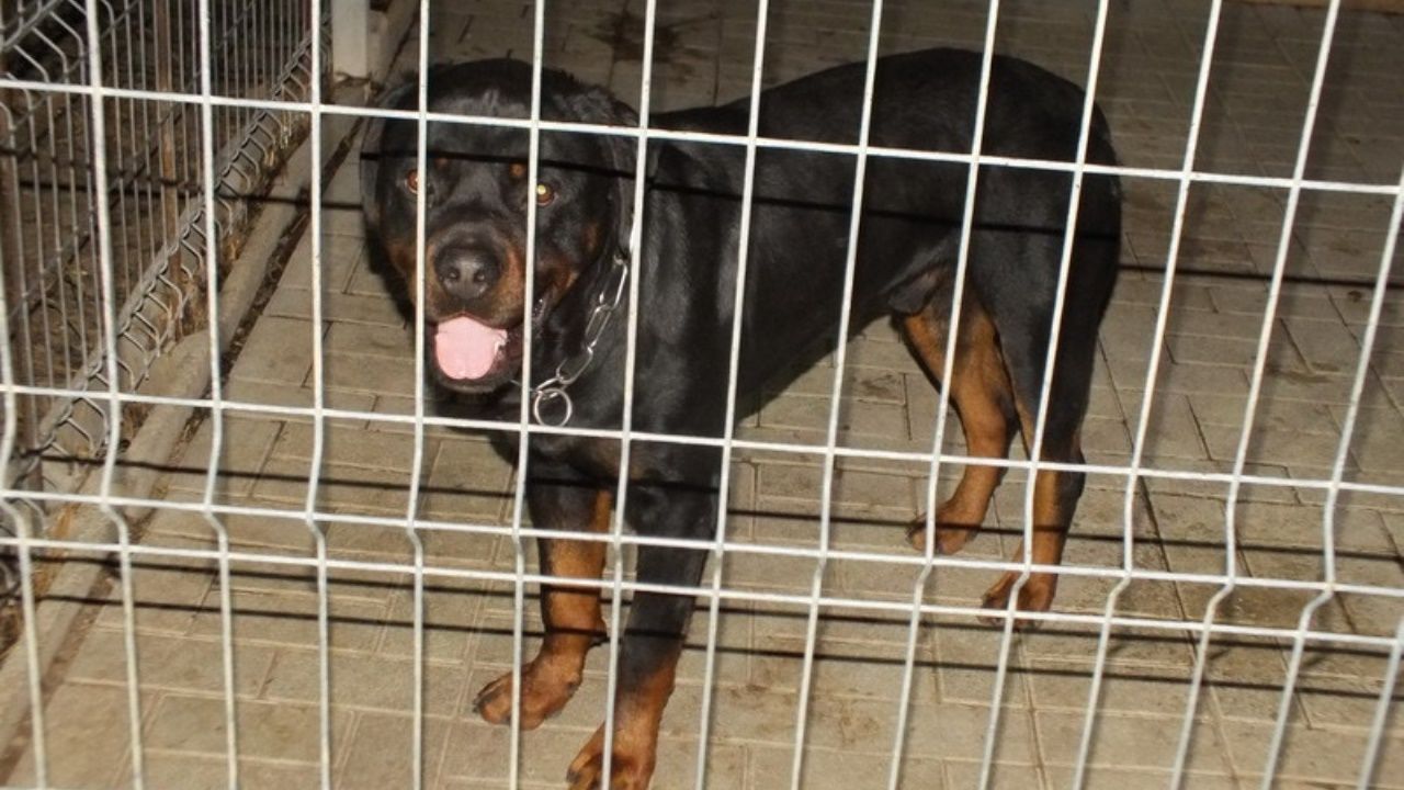 Csókakői kutyatámadás: vissza akarhatták lopni gazdái a rottweilert