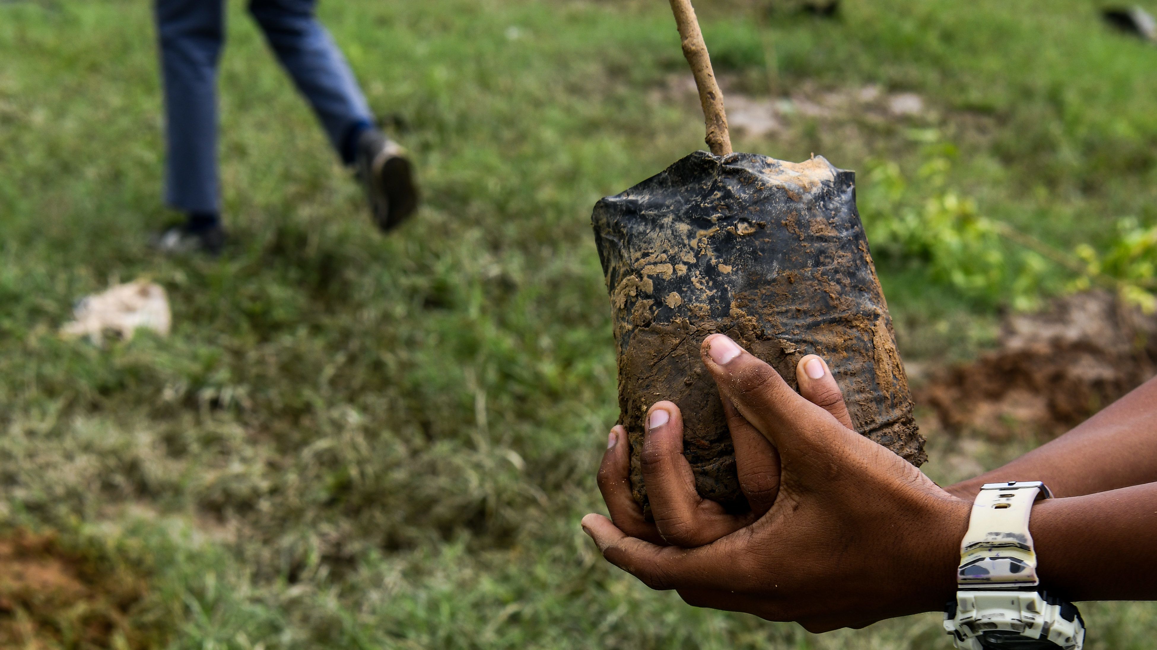 Egy indiai kerületben mostantól csak úgy lehet fegyvertartási engedélyt kérni, ha előtte elültetsz tíz facsemetét