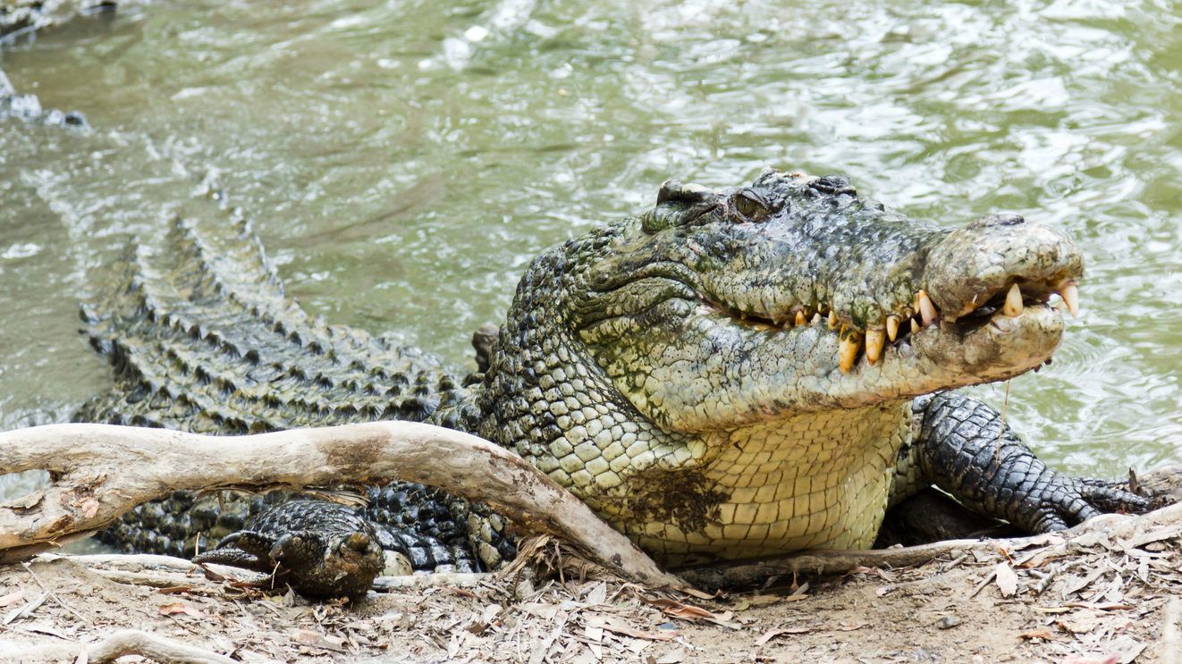 Furcsa módon bukott le az emberevő krokodil