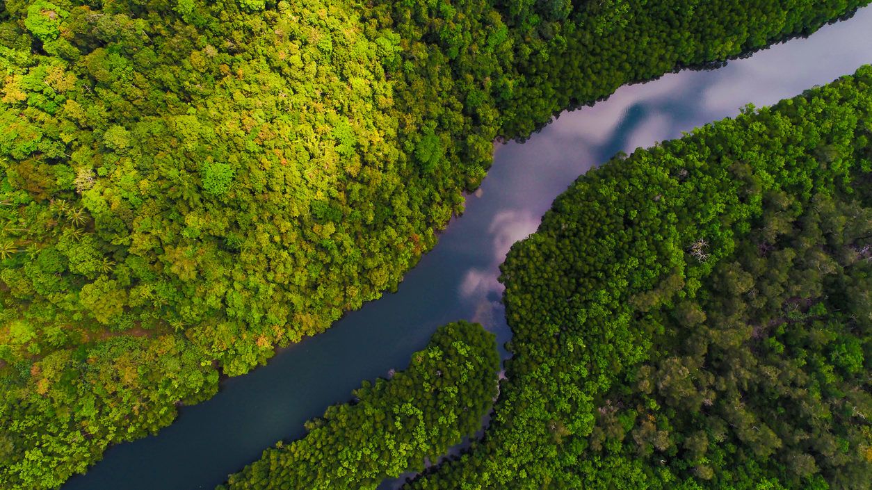 Megdöbbentő ütemben pusztul Amazónia