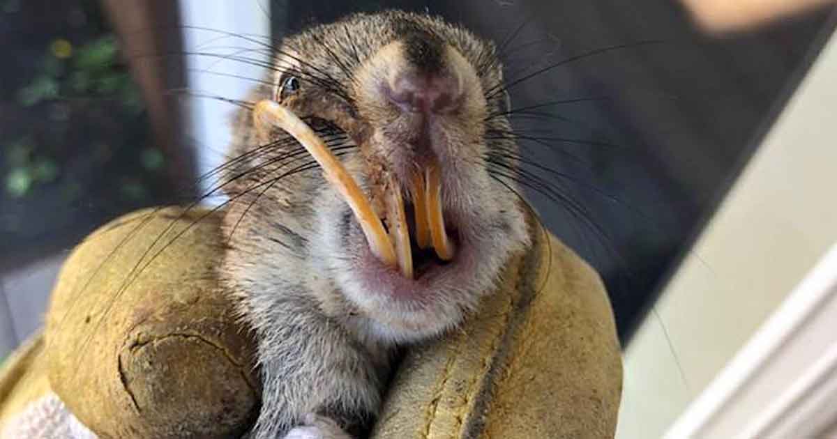 A farmer talál egy szegény mókust kanyargós, nagyra nőtt fogakkal – hazaviszi, hogy megmentse az életét