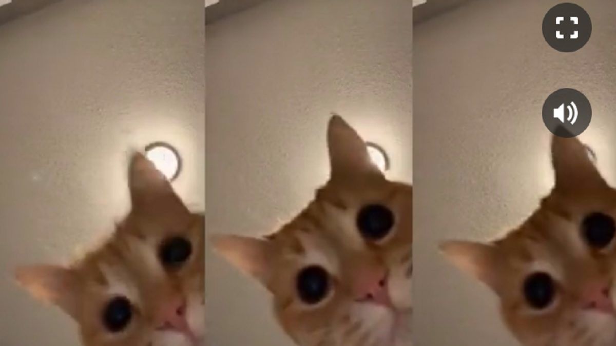 Ez a macskás videó tartja most lázban az internetet