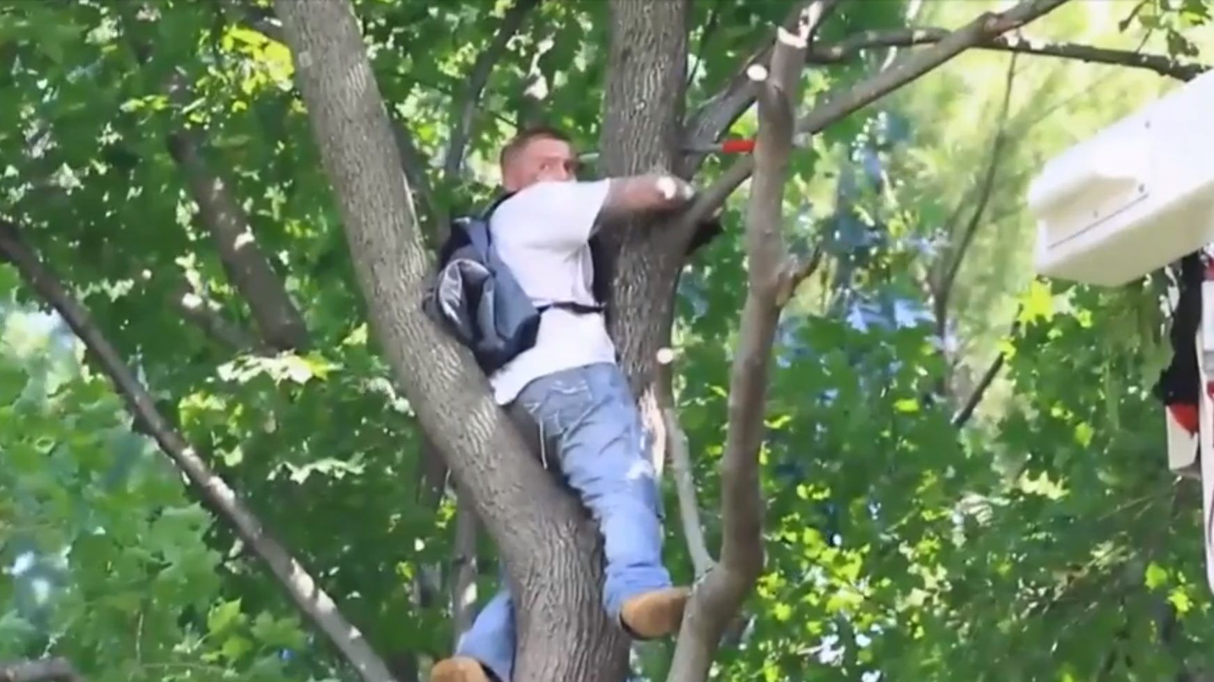 Tűzoltók mentették le a fáról a férfit, aki a fára mászott macskát akarta lementeni