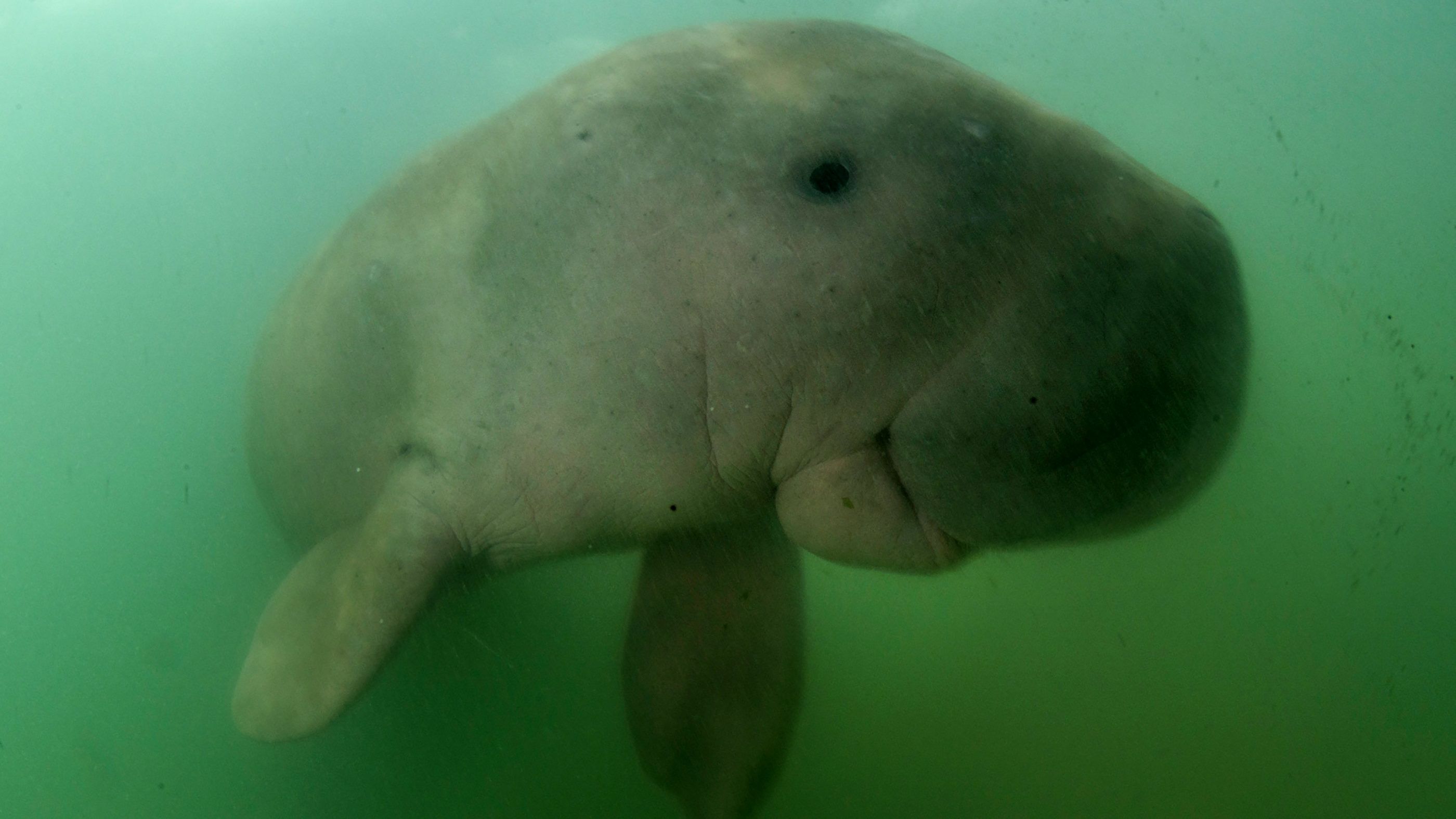 Rövid időn belül újabb bébidugong pusztult el Thaiföldön