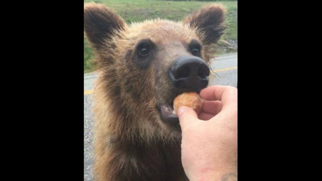 Nagyon megbánta egy kanadai férfi, hogy medvebocsokat etetett