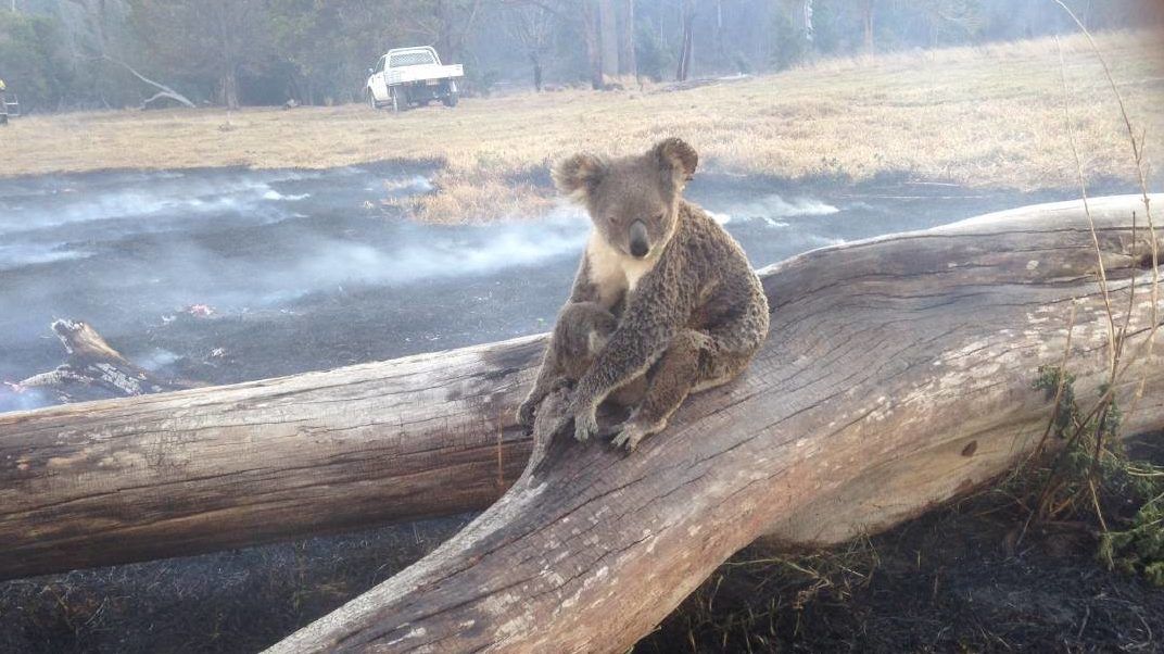 Szívszorító, ahogy ez a koala védi a kölykét a lángoló erdőtől