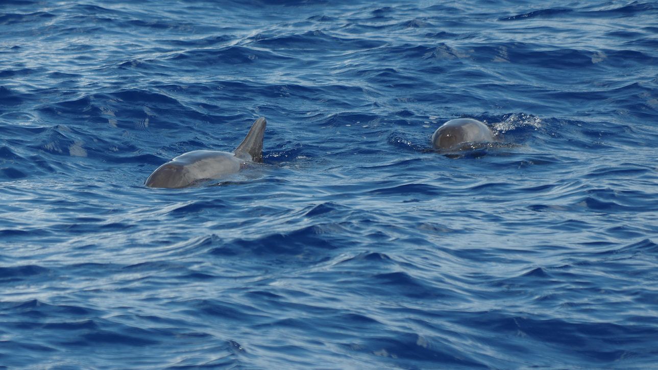 Tömegesen sodródtak partra delfinek