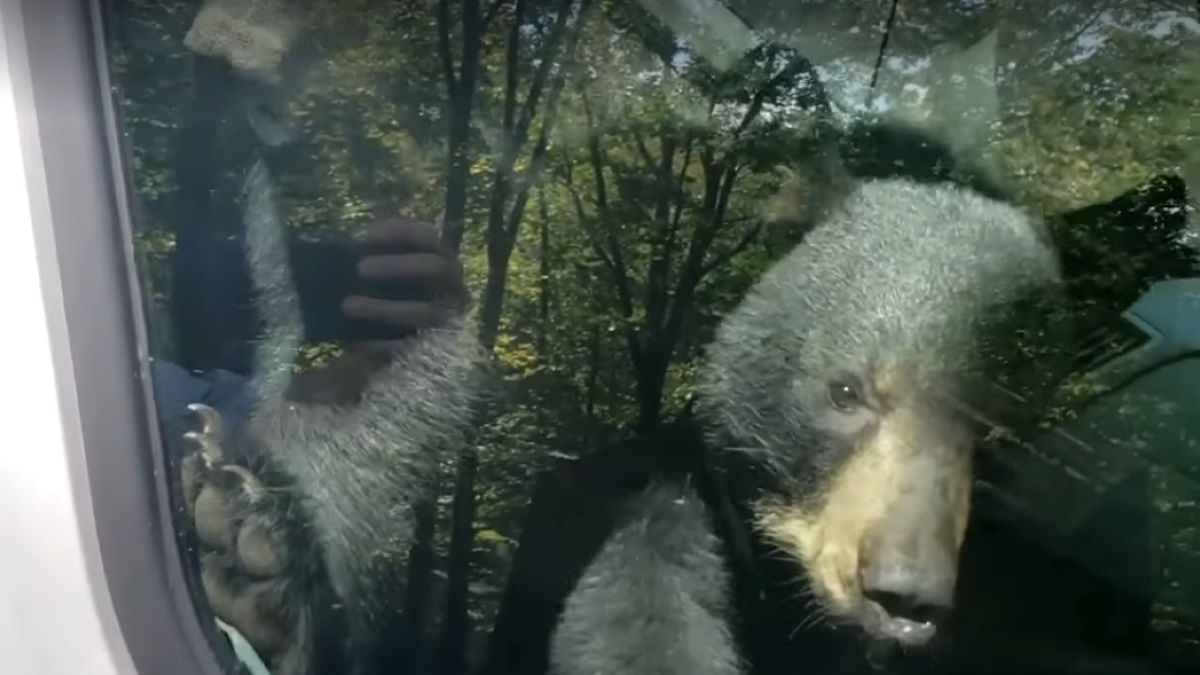 Videón, ahogy türelmetlenül dudálnak a kocsiba szorult medvebocsok