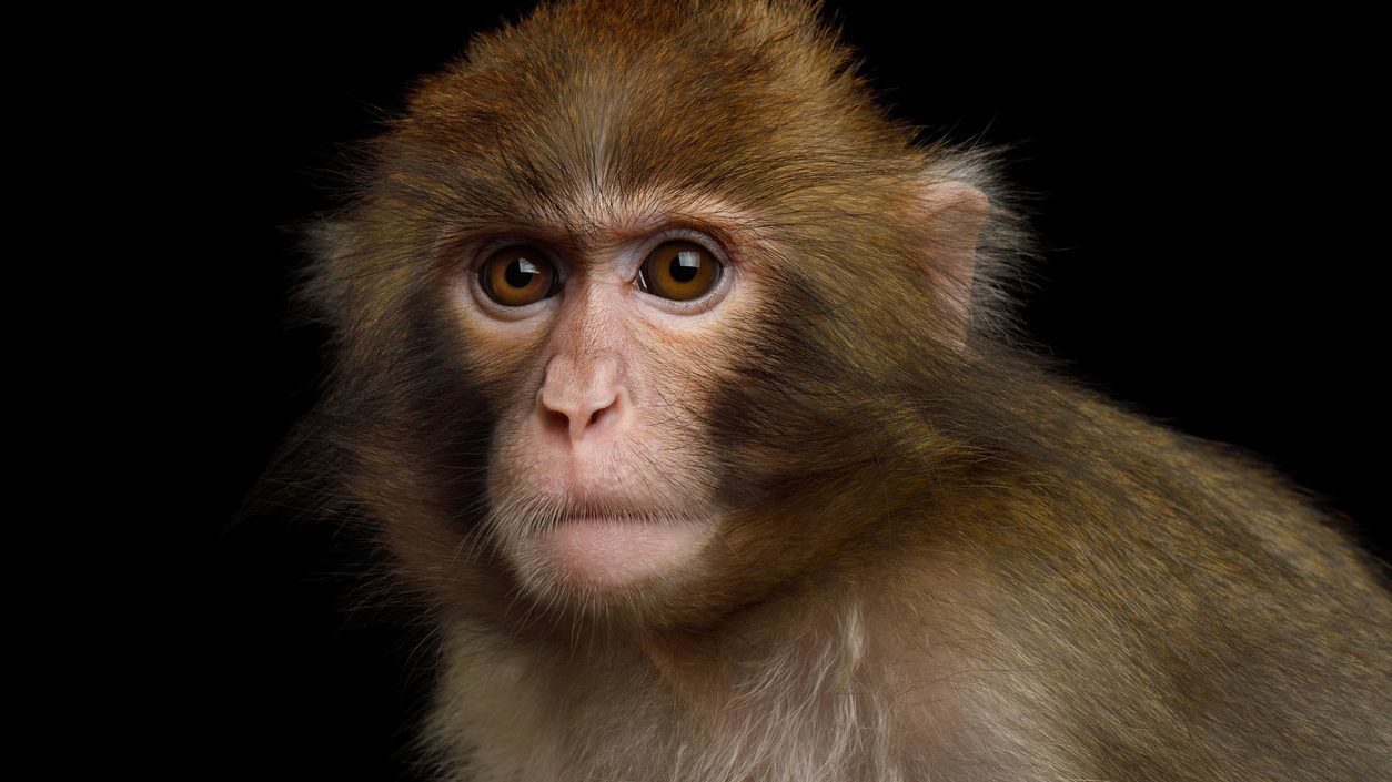 Fájdalomtól sikítanak a majmok a német laborban készült videón