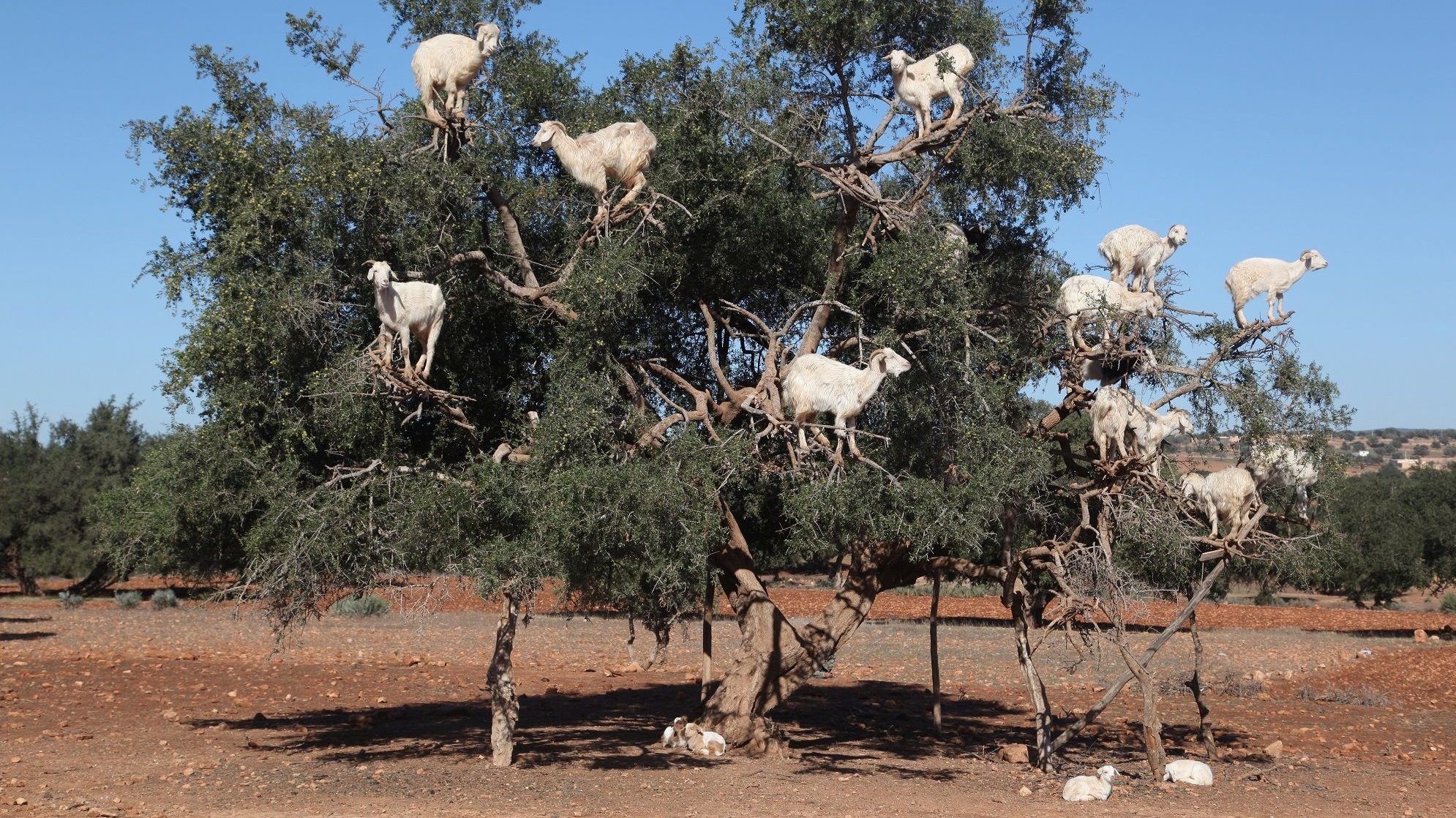 Laborban készült kecskeürülékkel verték volna ki a németeket Afrikából