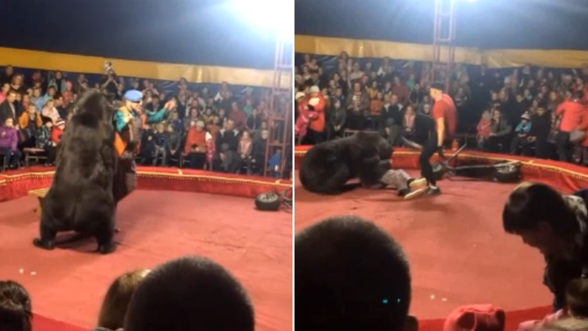 Videón, ahogy az idomárra veti magát a medve a cirkuszi előadás közben