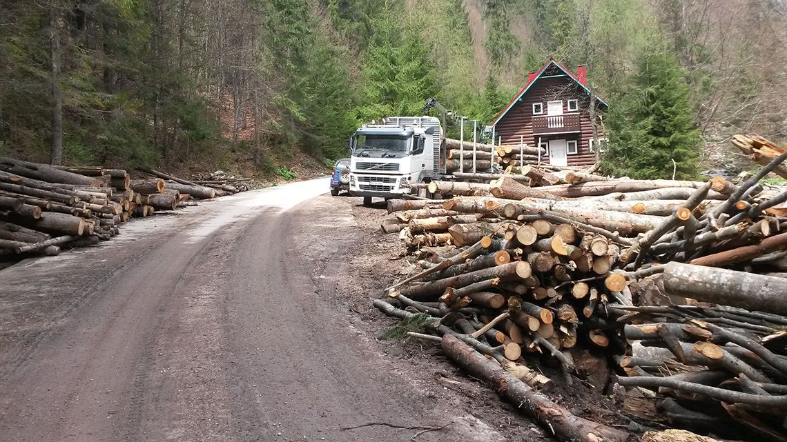 Kénye-kedve szerint gyilkol, nyomorít meg erdészeket Romániában a famaffia