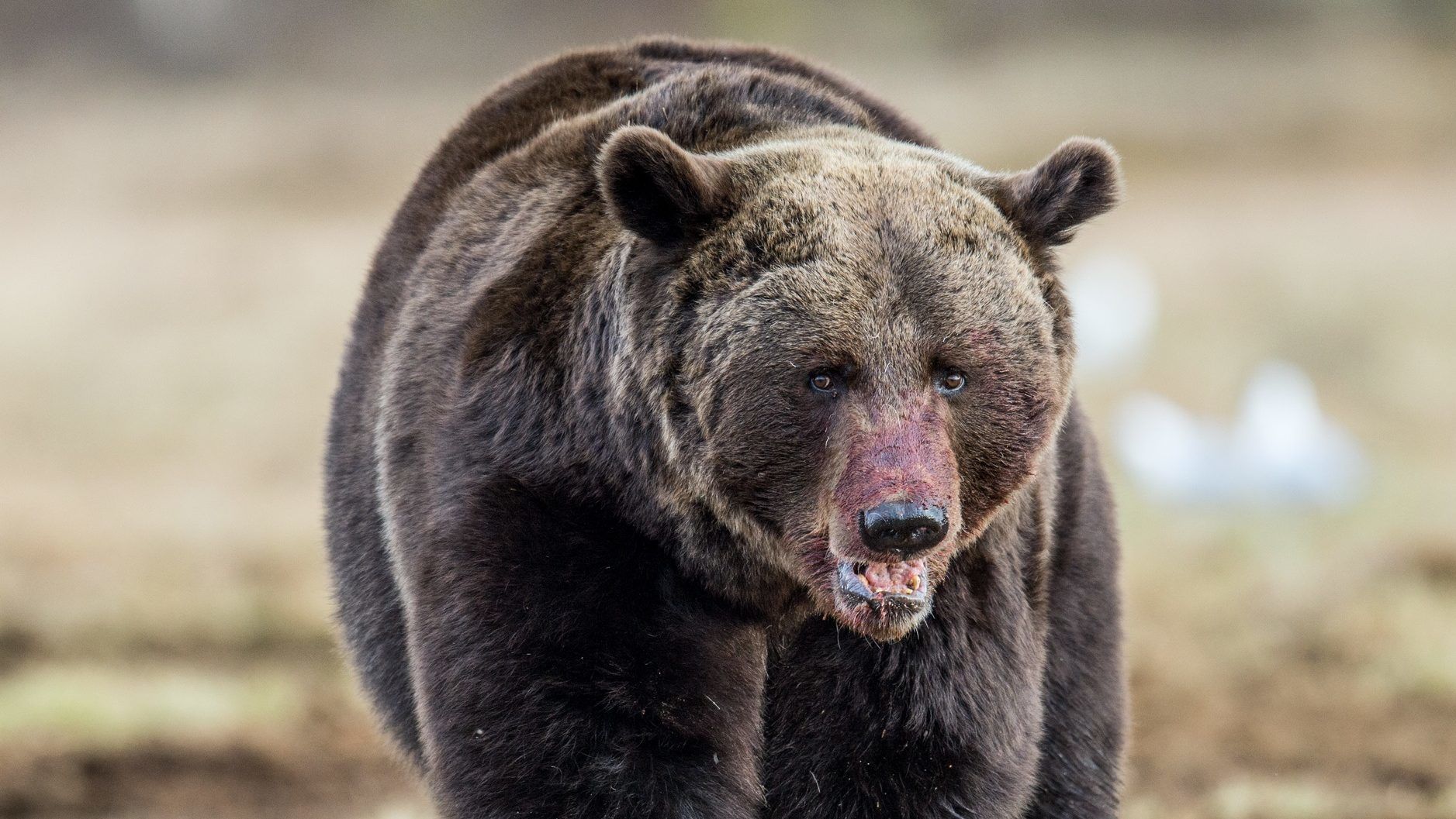 Gombászó férfit ölt meg egy medve Romániában