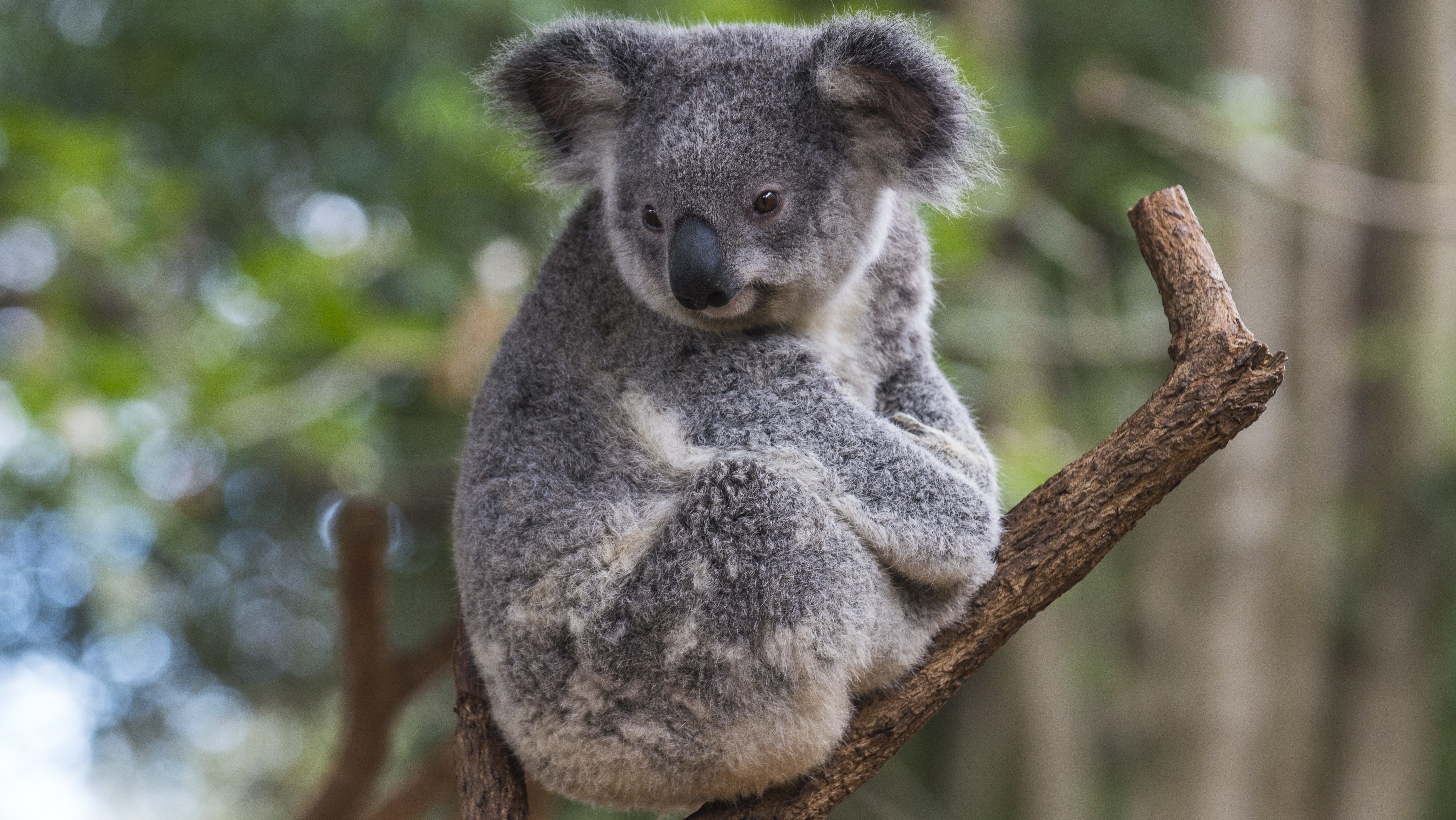 Több száz koala halhatott meg egy ausztrál erdőtűzben
