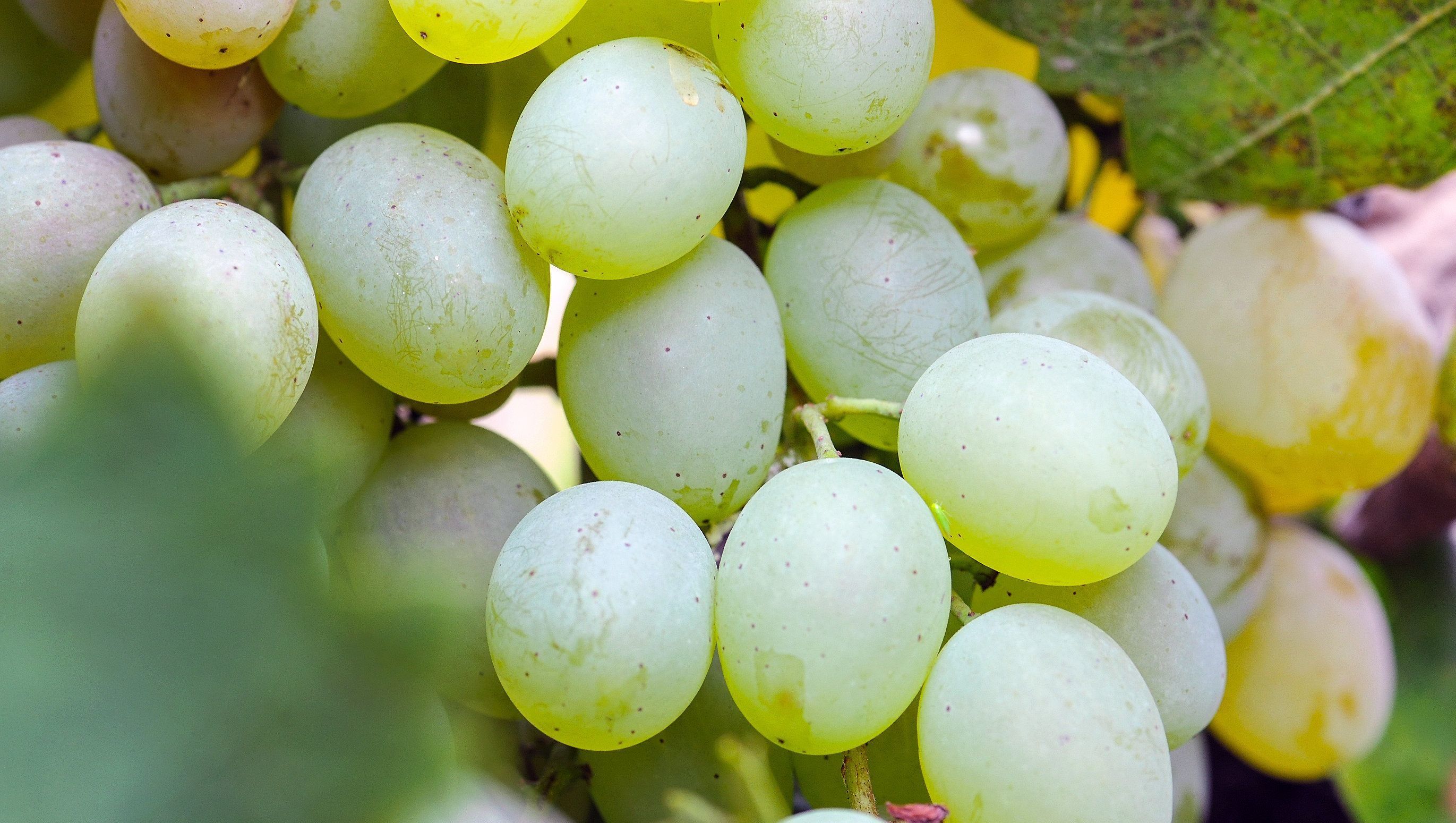 Megbetegedett a szőlő egy része a Hajós-Bajai borvidéken