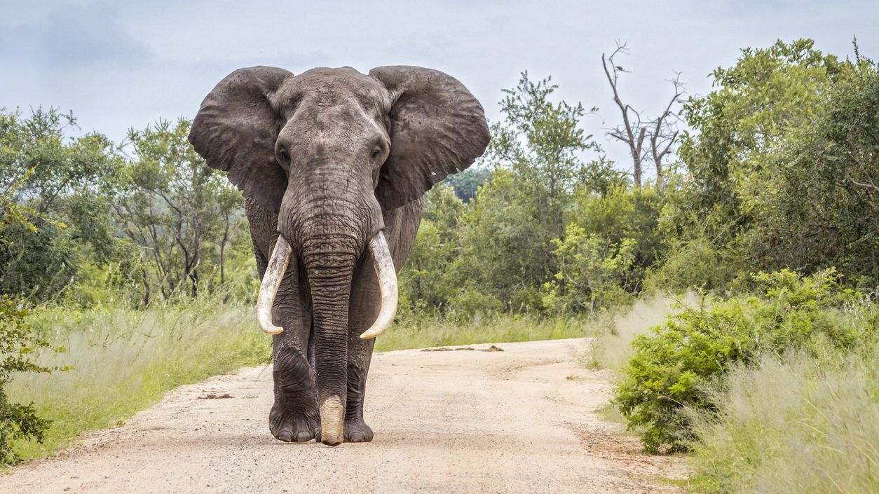 Elefánt ölt meg egy turistát Namíbiában