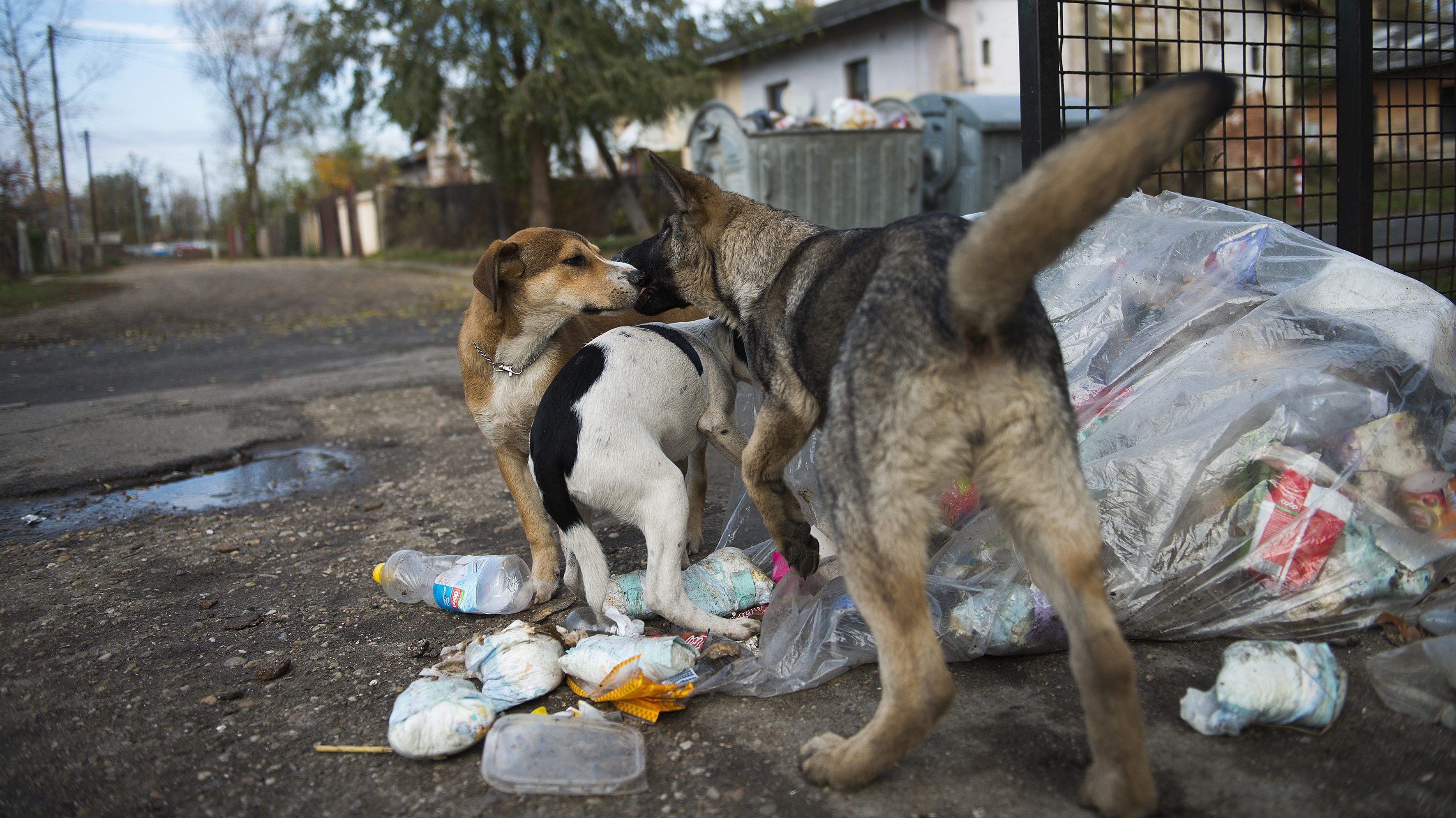 100 millió forintot ad a kormány kóbor kutyák ivartalanítására