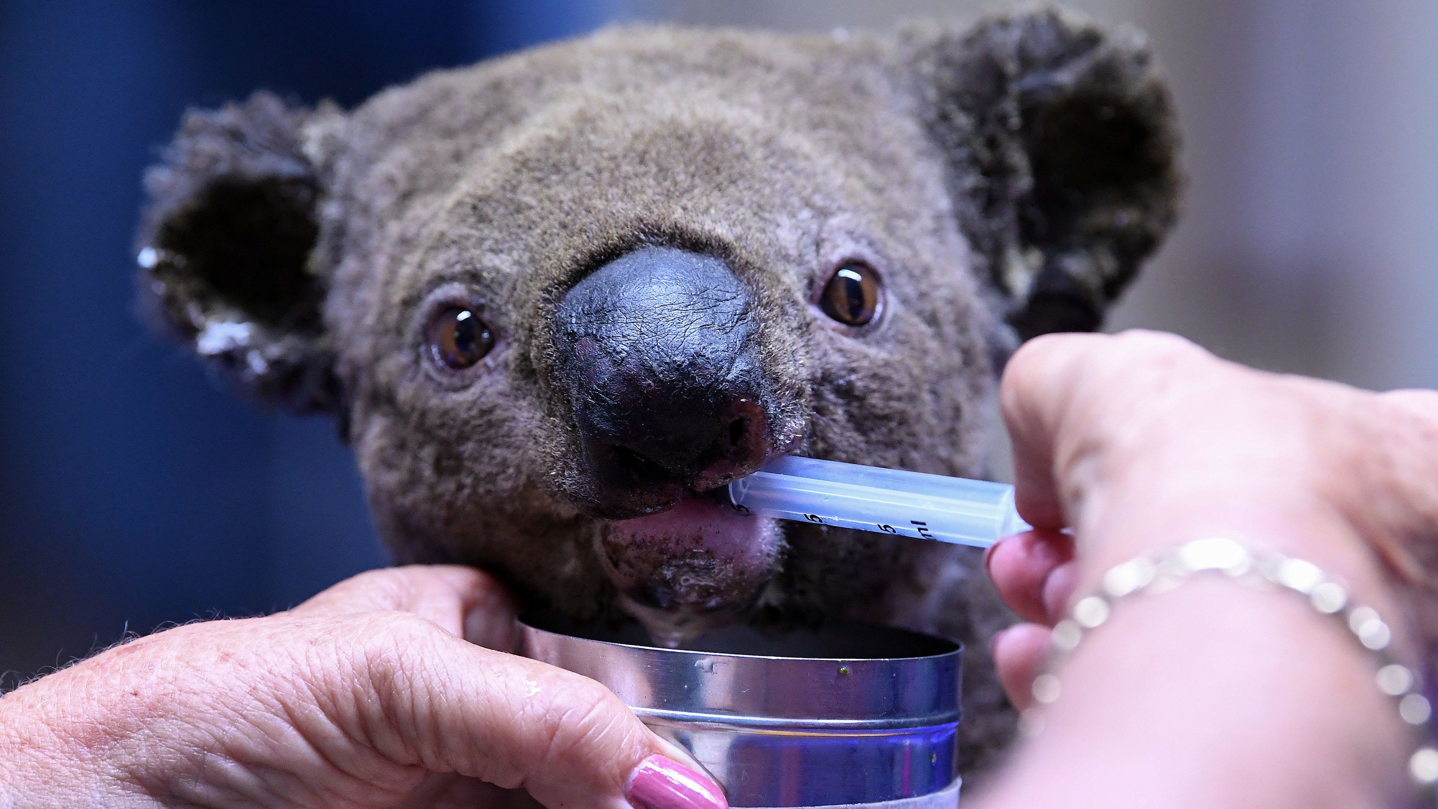 350 koala halálra égett a pusztító ausztráliai bozóttűzben