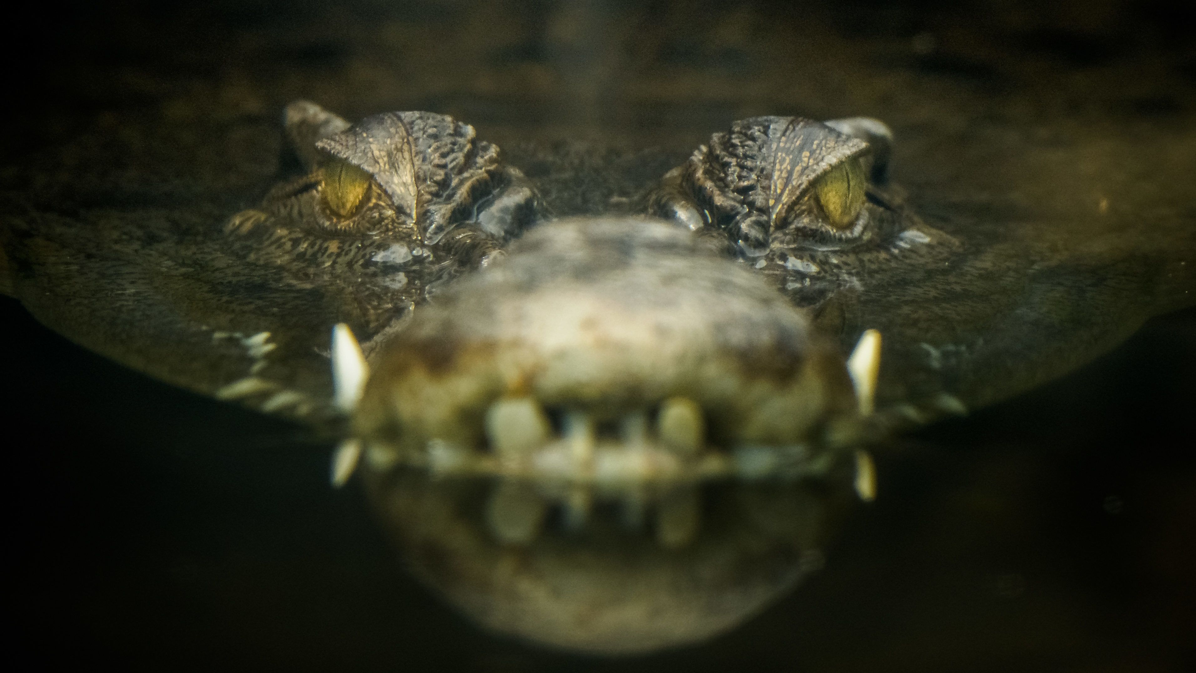 Bátor húzással menekült meg a horgász a krokodil elől