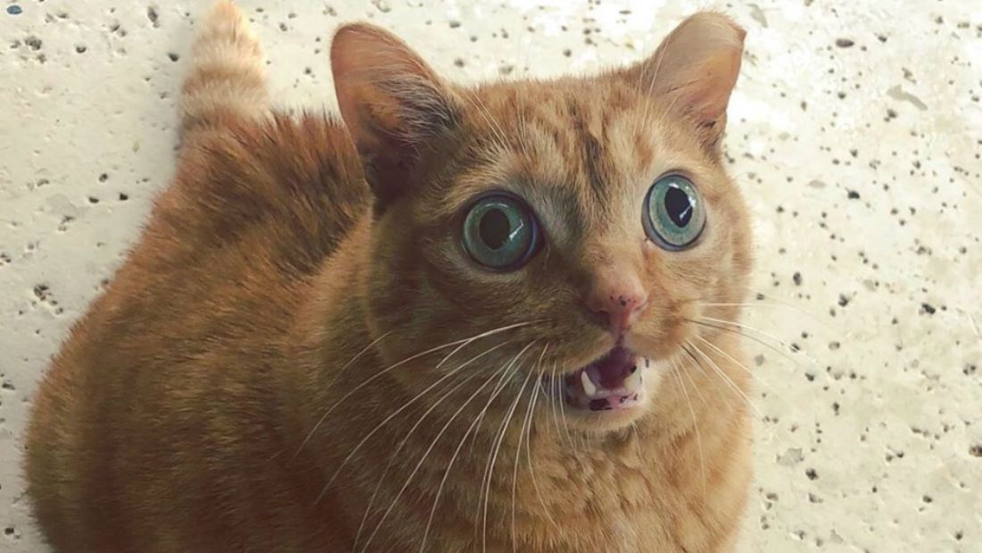 Egy gülüszemű macska az internet új kedvence