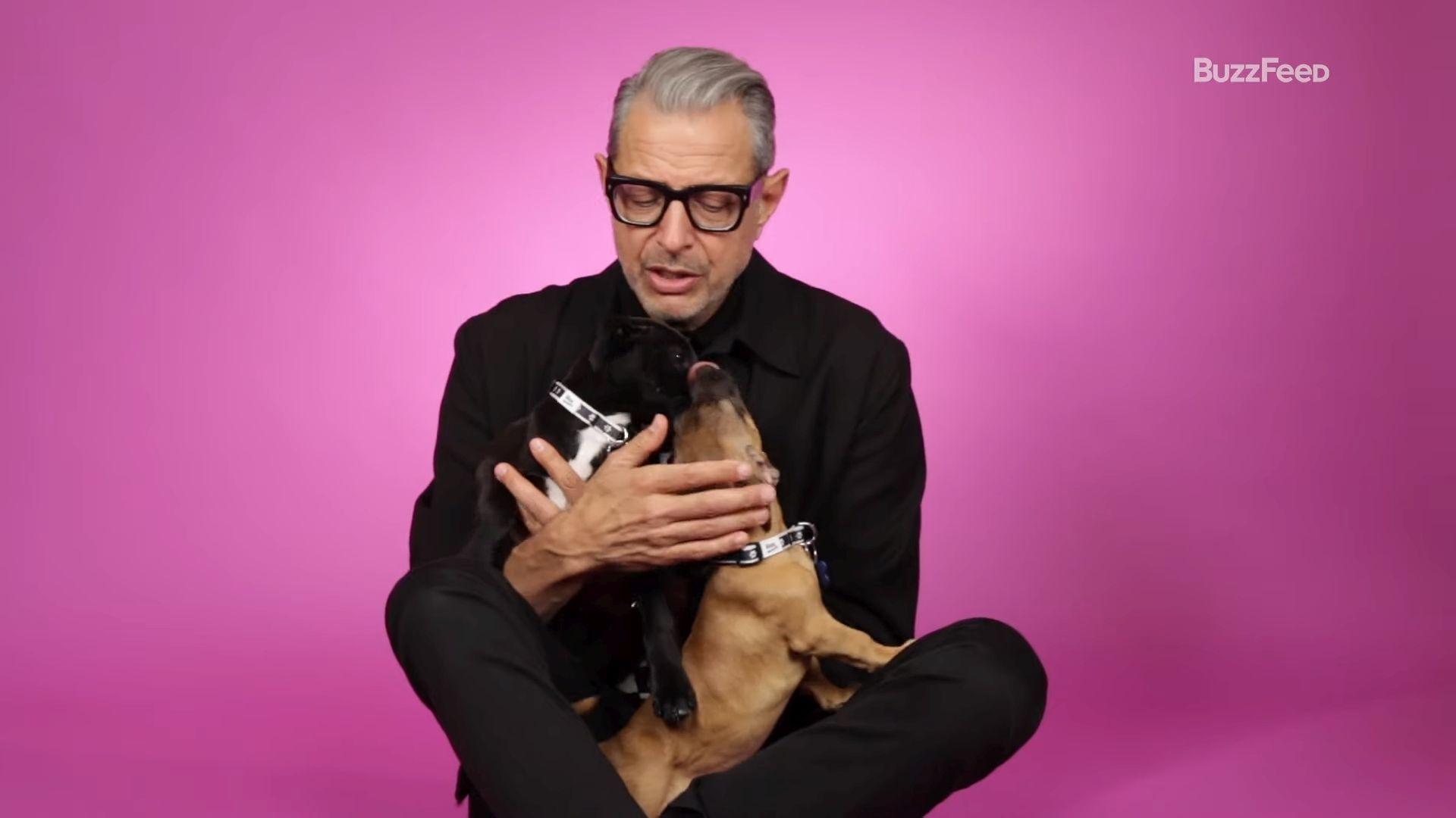Nem fogsz ma már cukibbat látni a kutyakölykökkel az ölében nyilatkozó Jeff Goldblumnál