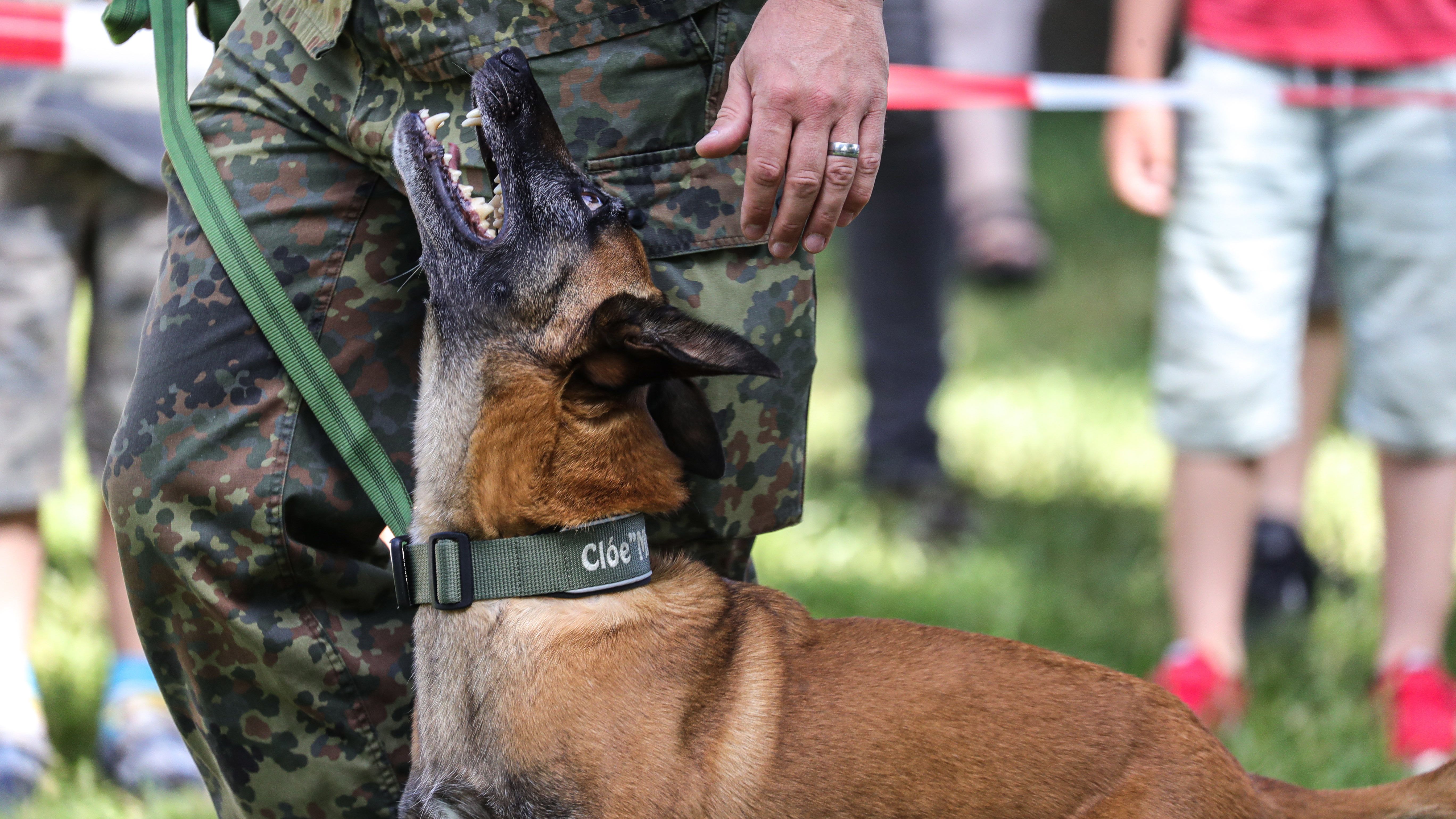 Katonai kutyák tépték szét az osztrák hadsereg egyik altisztjét