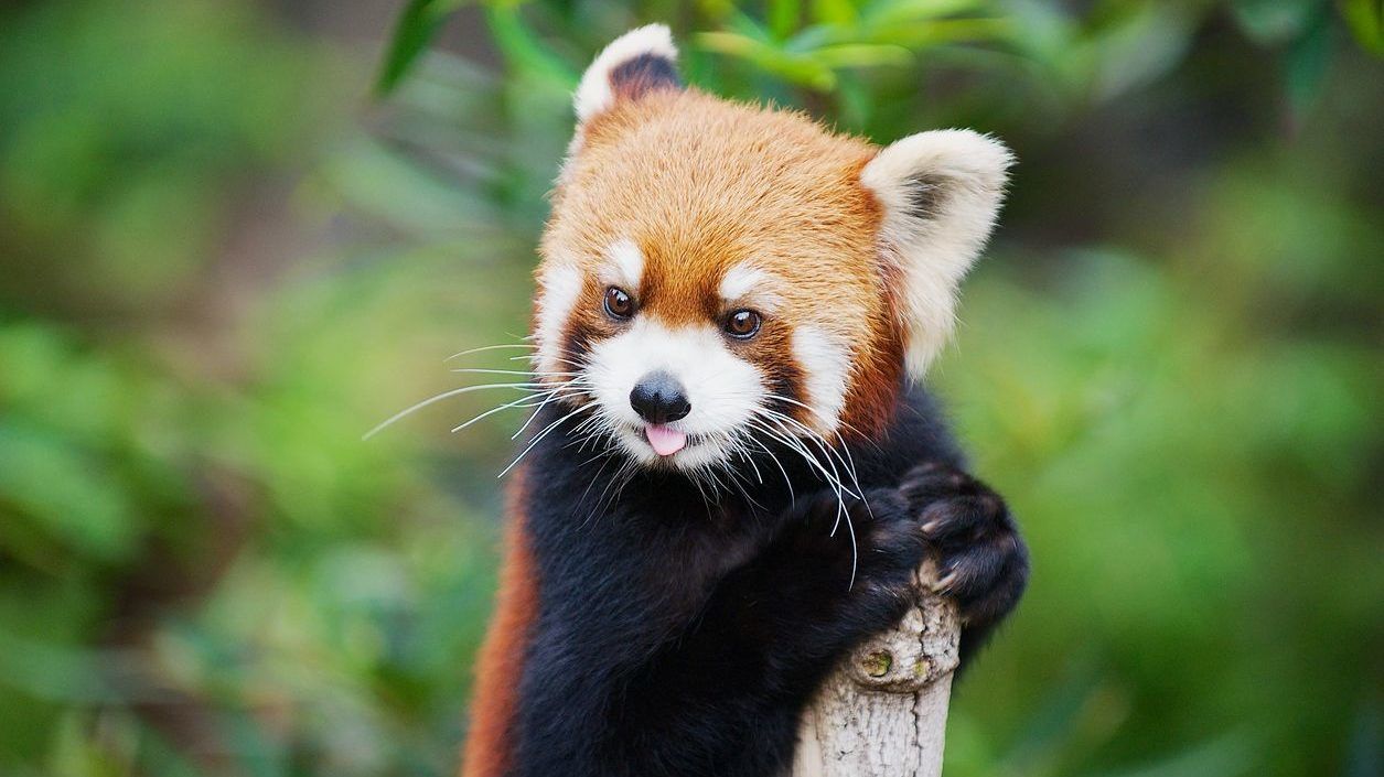 Szökésben lévő vörös panda tartja lázban Franciaországot