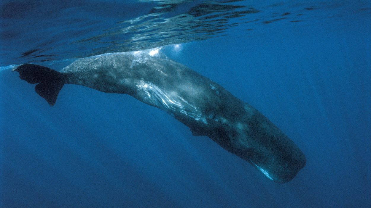 Hatalmas szemétgömböt találtak a bálna gyomrában