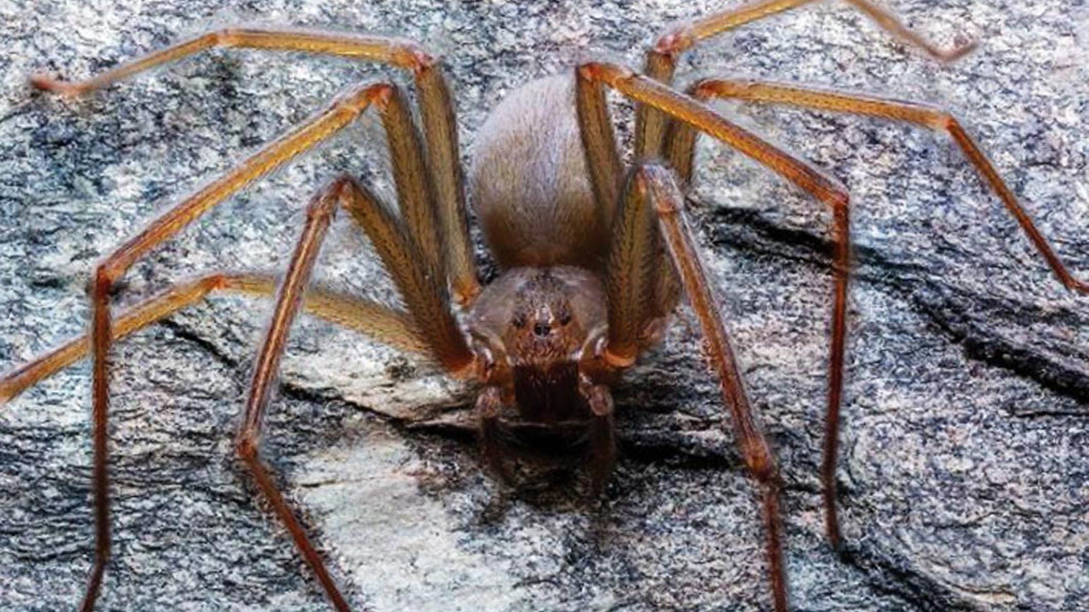 Olyan pókfajt fedeztek fel, amelynek húsevő a mérge