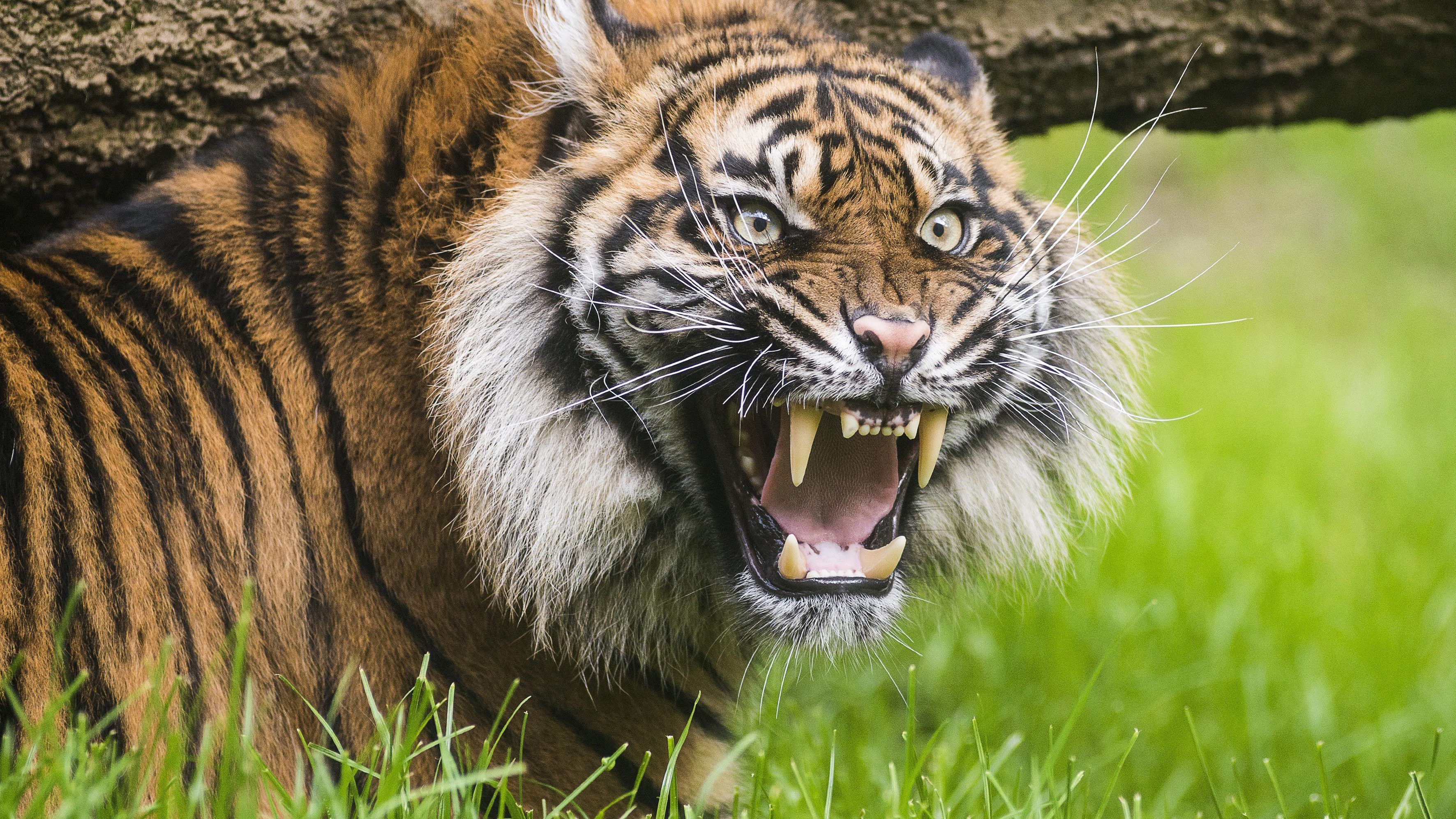 Szumátrai tigris marcangolt szét egy indonéz földművest