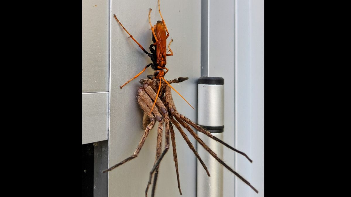 Hatalmas darázs vonszolt egy óriási pókot egy ausztrál férfi konyhájában
