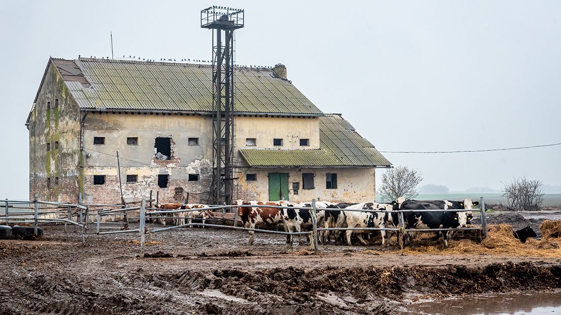 Trágyával próbálták elfedni a temetetlen tehéntetemek bűzét